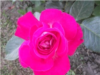 a867f2b5-Picture 015.jpg